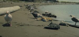 Netflix『真夜中のミサ』第1話 猫の死体とカモメ